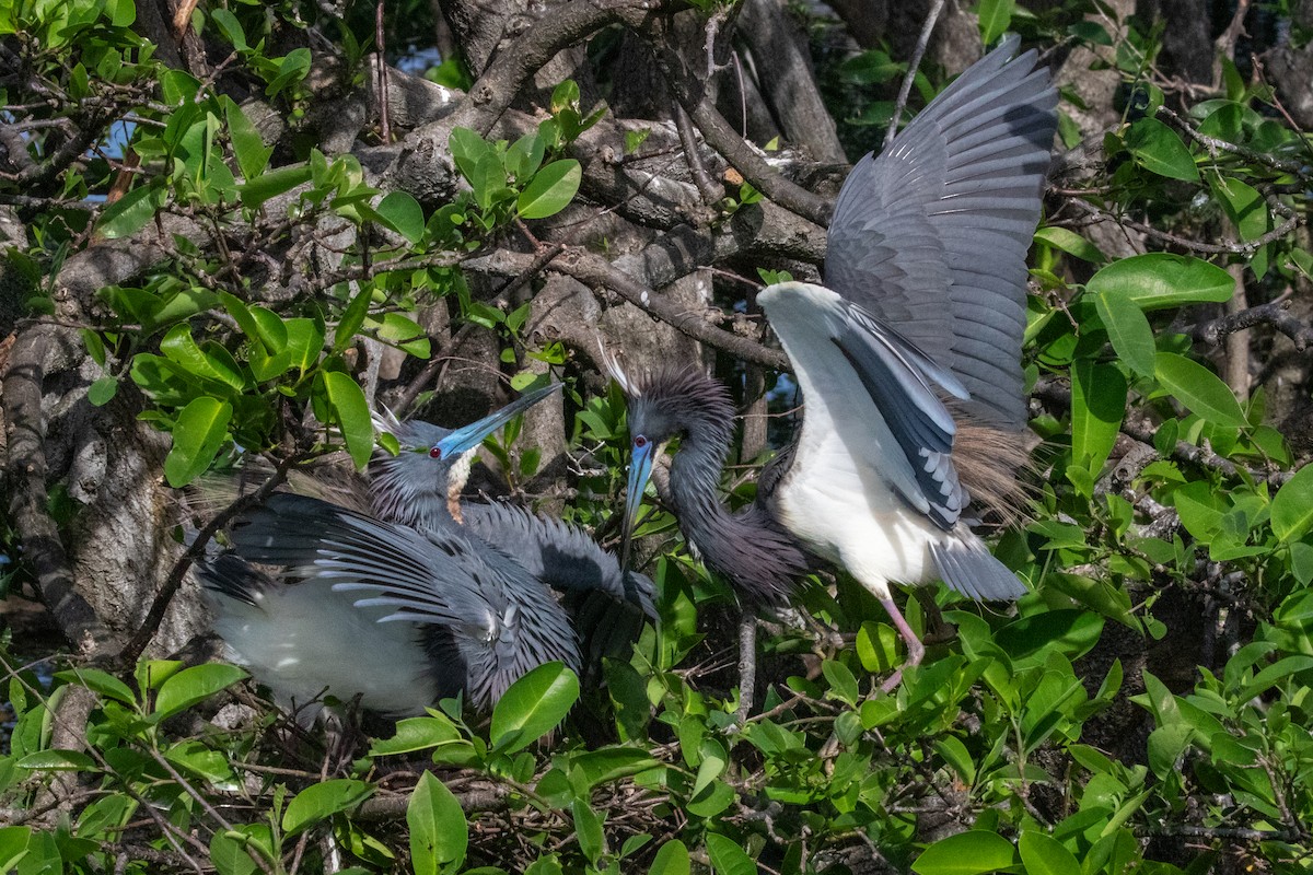 Tricolored Heron - Will Chatfield-Taylor