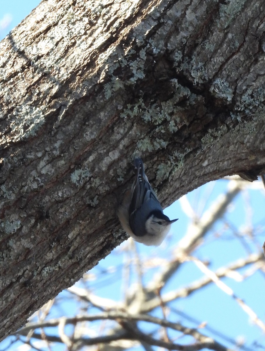 White-breasted Nuthatch - ML616340490