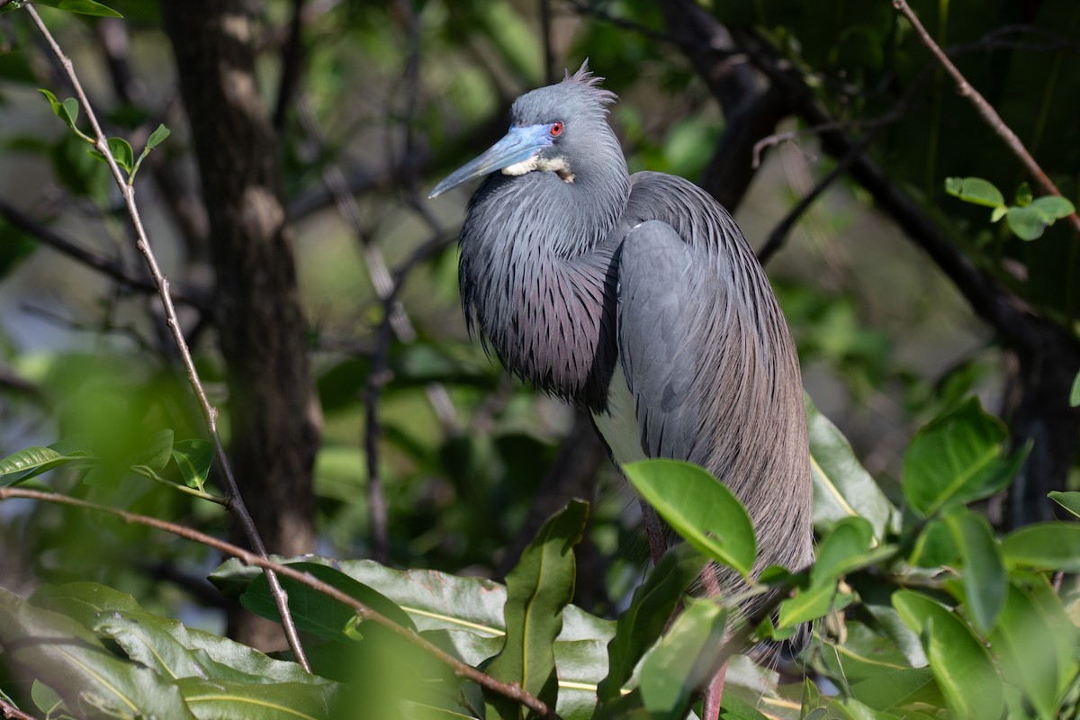 Tricolored Heron - ML616340502