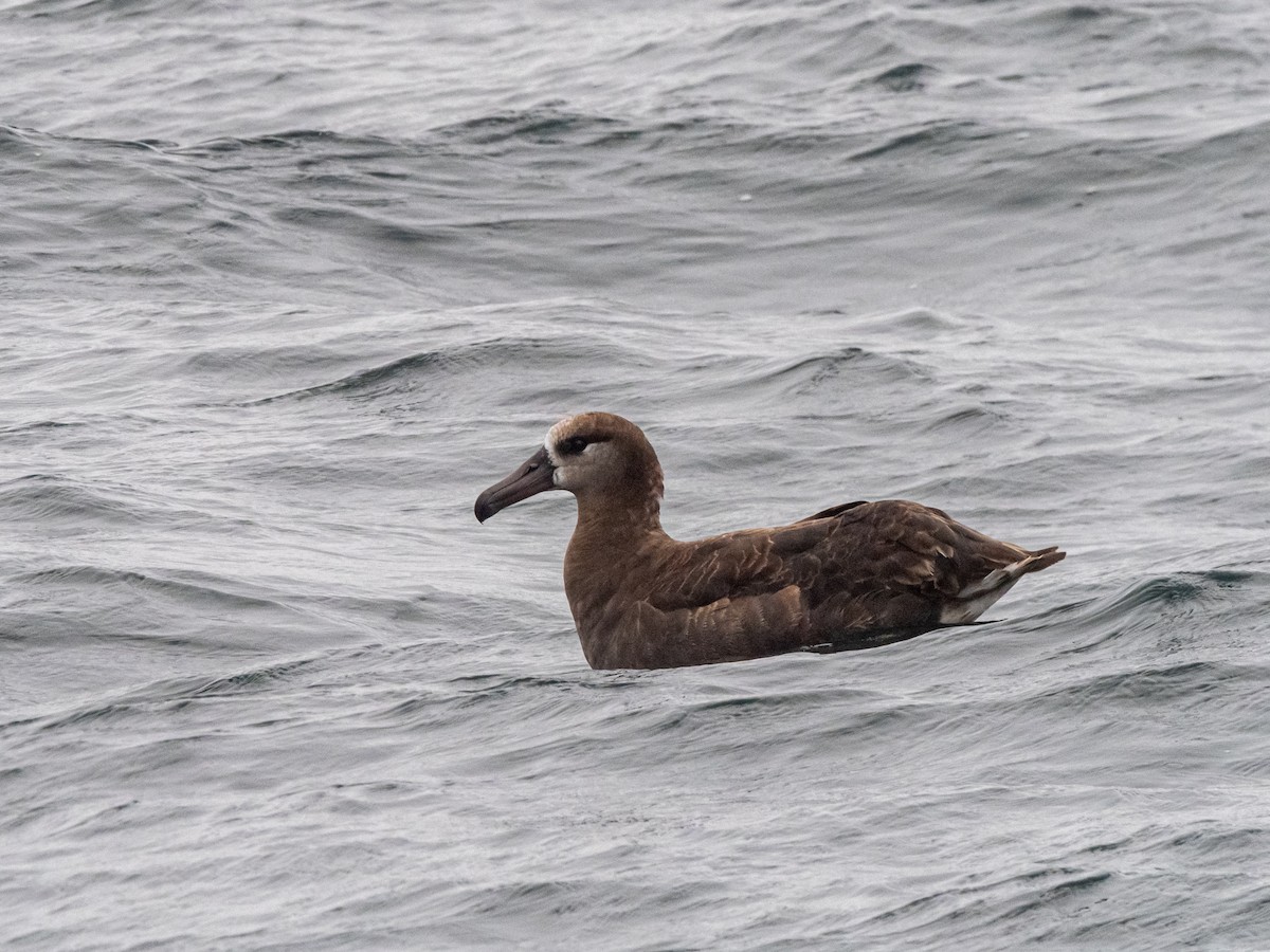 Albatros à pieds noirs - ML616340535