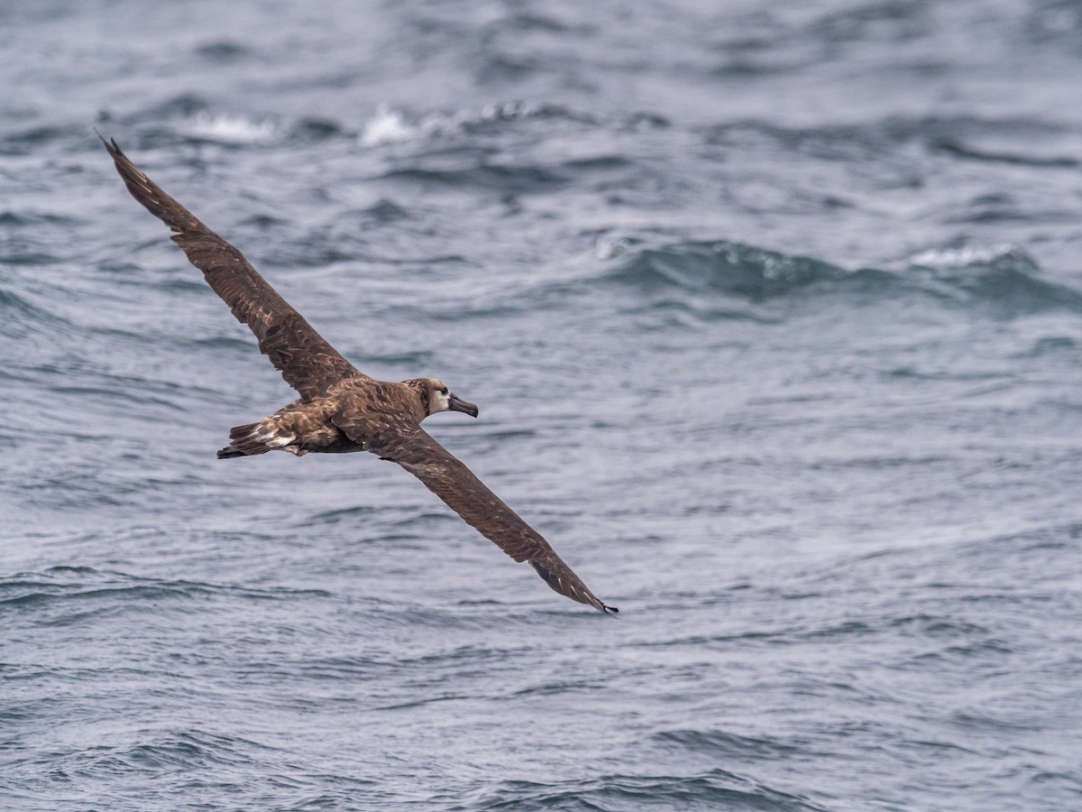 Albatros à pieds noirs - ML616340537