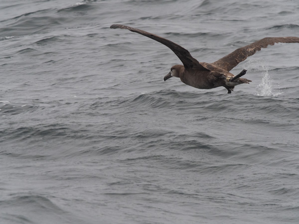 Albatros à pieds noirs - ML616340539