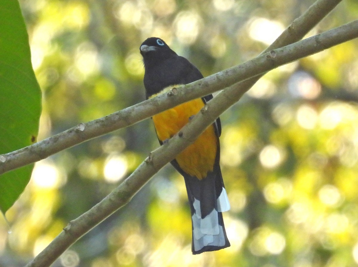 Black-headed Trogon - ML616340542