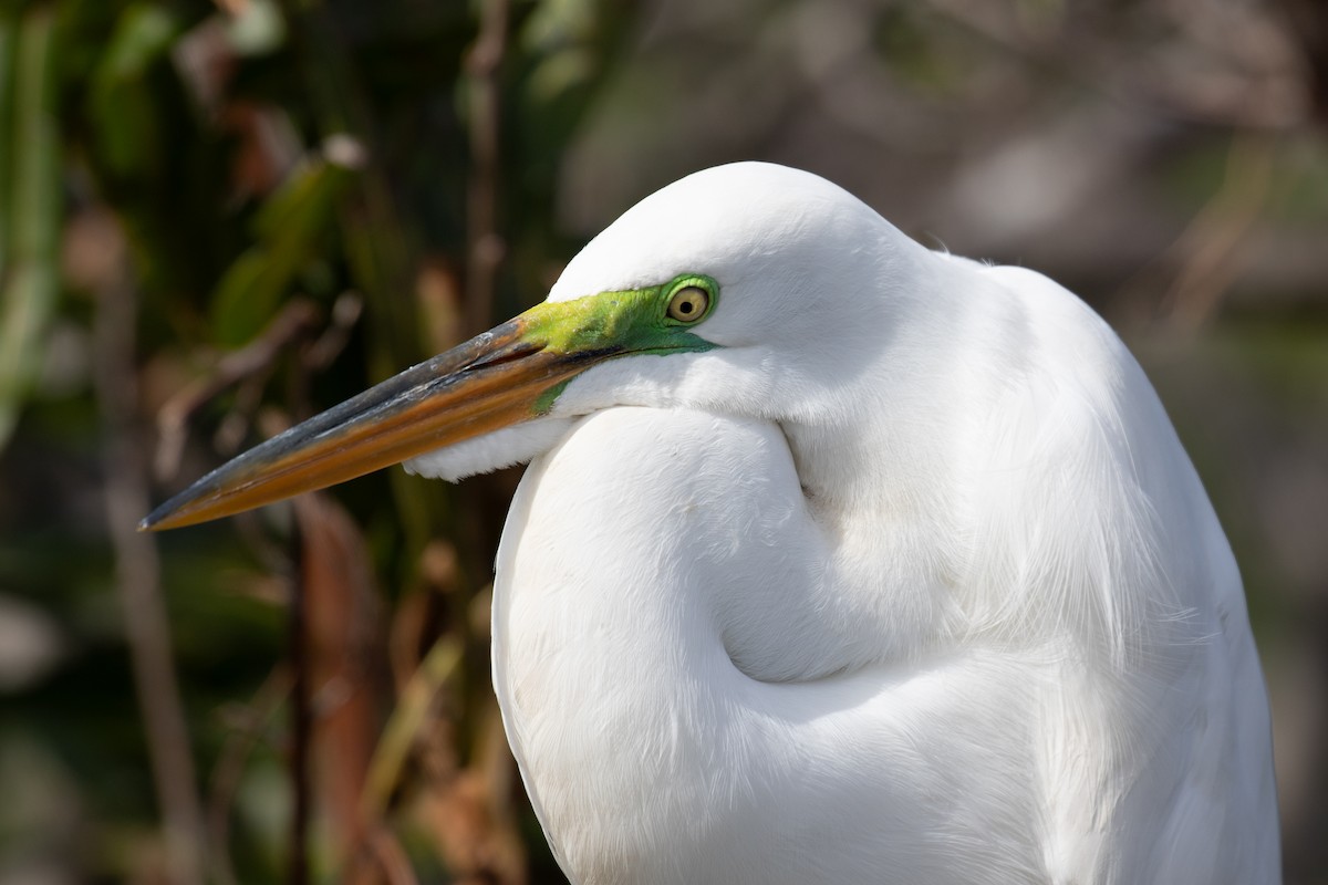 Great Egret - Will Chatfield-Taylor