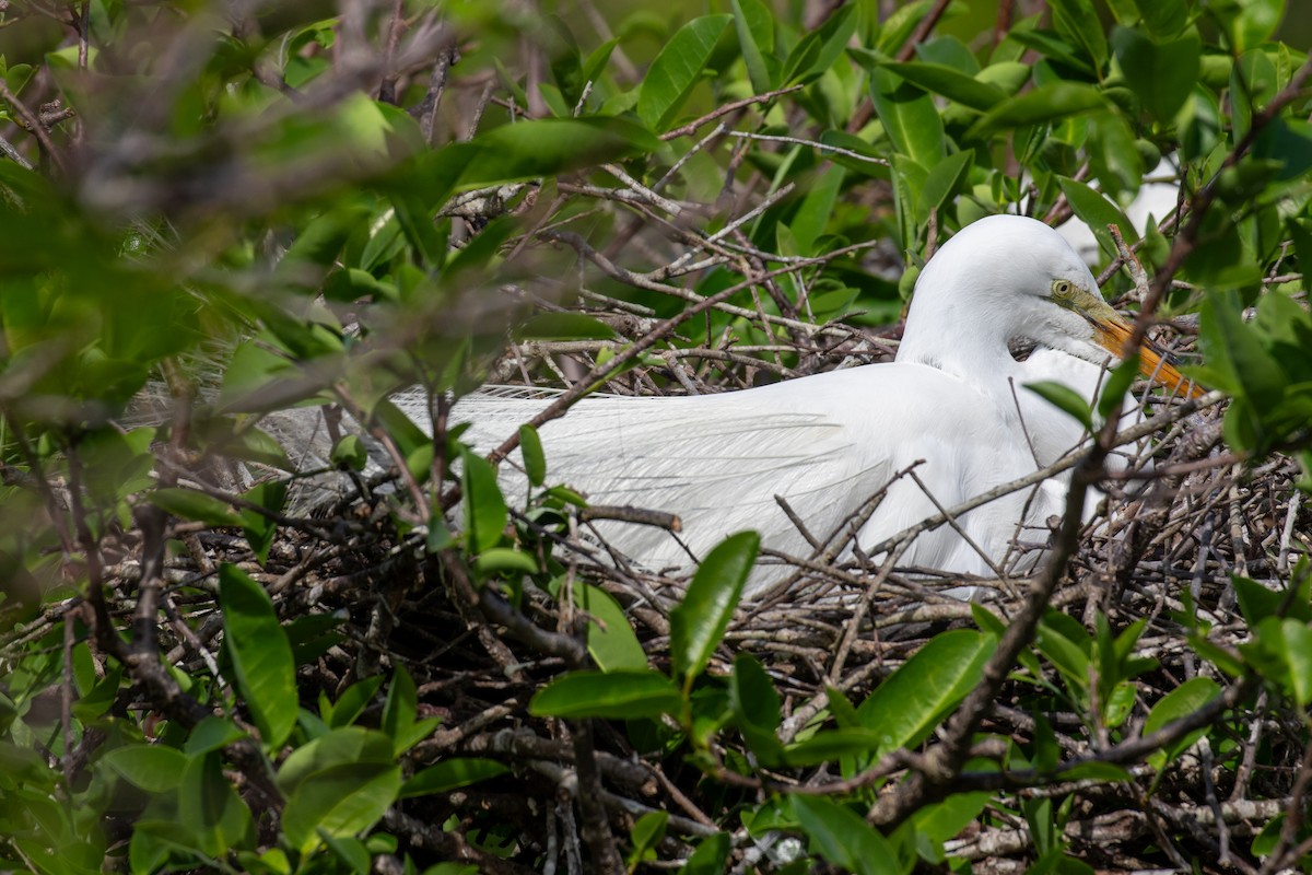 Great Egret - ML616340550