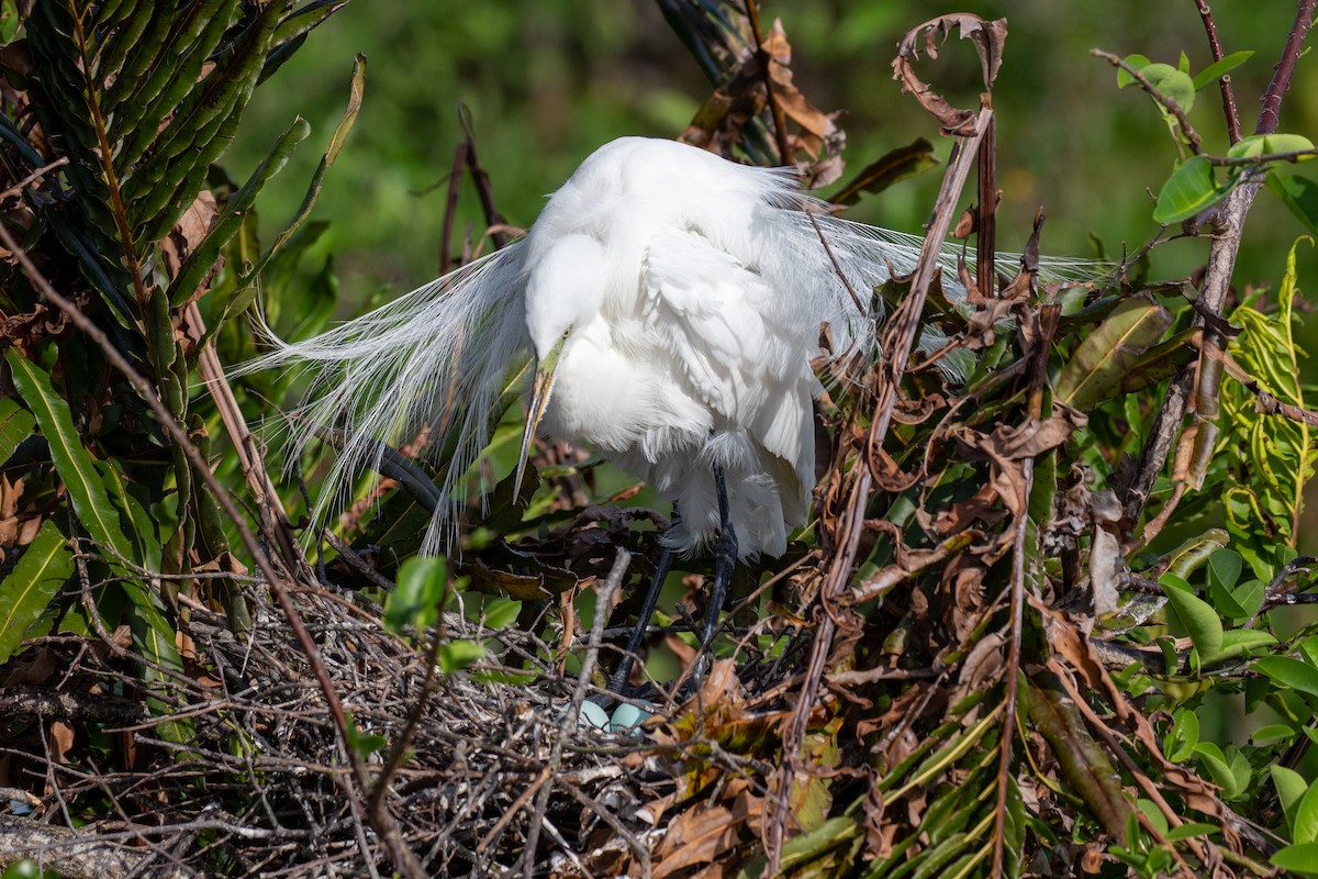 Great Egret - ML616340552