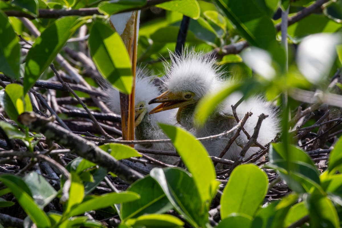 Great Egret - ML616340593