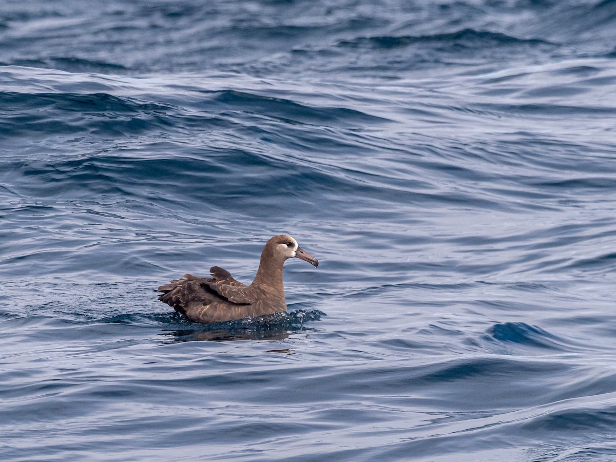 Albatros à pieds noirs - ML616340598