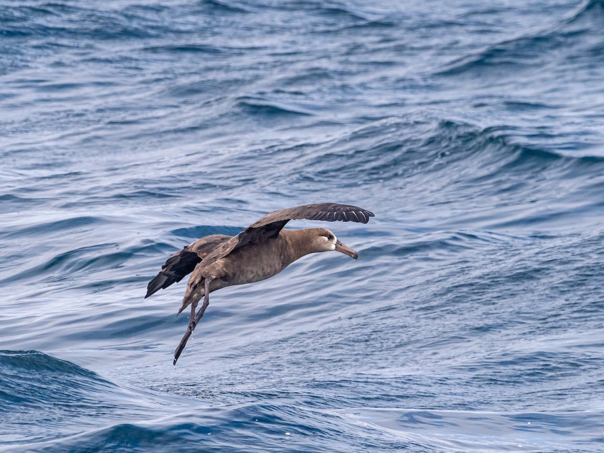 Albatros à pieds noirs - ML616340599