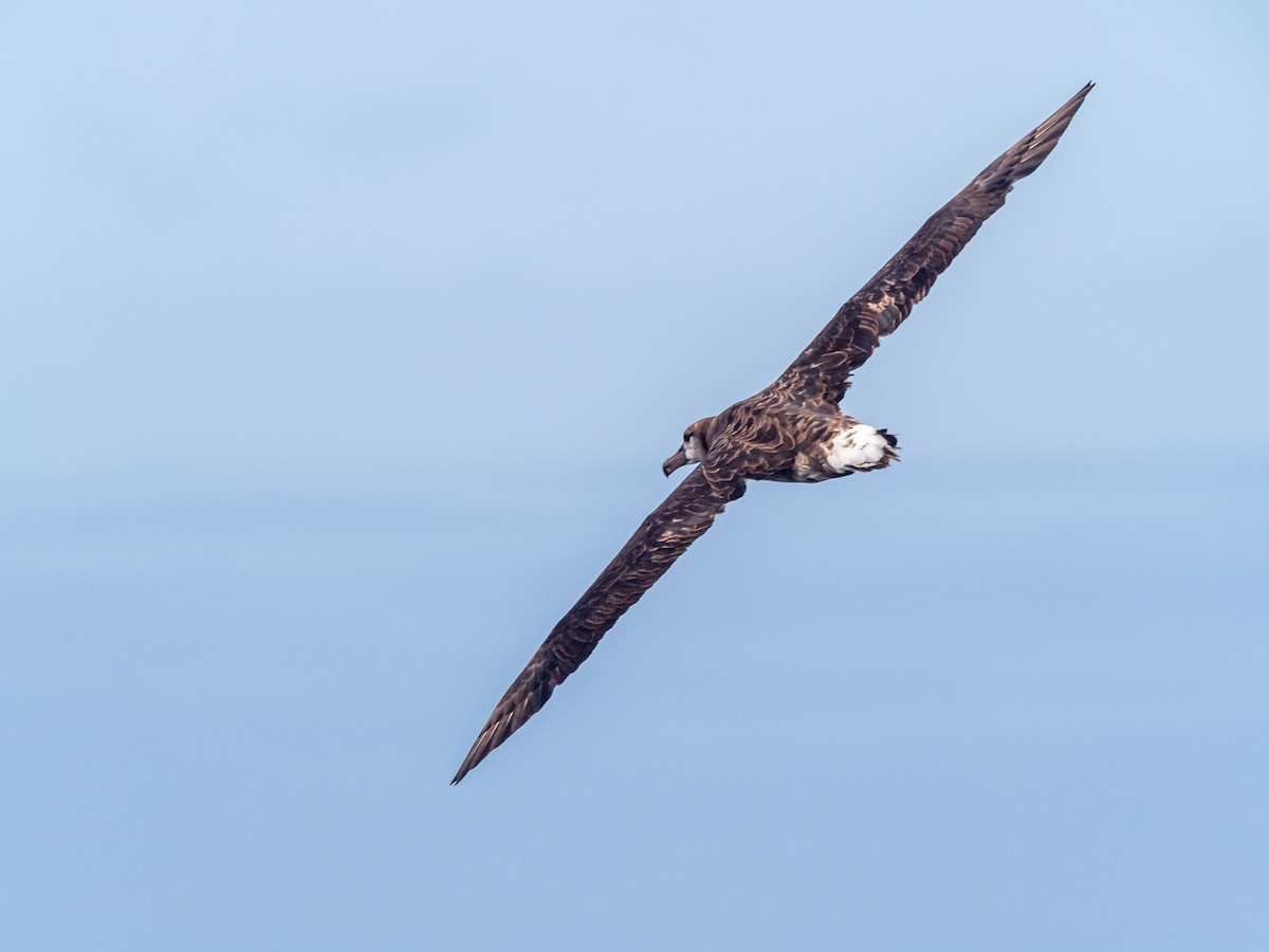Albatros à pieds noirs - ML616340600