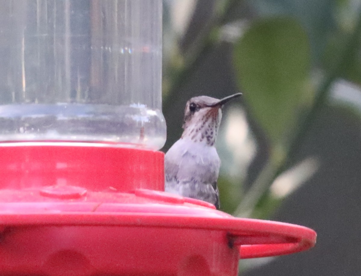 Black-chinned Hummingbird - ML616340673