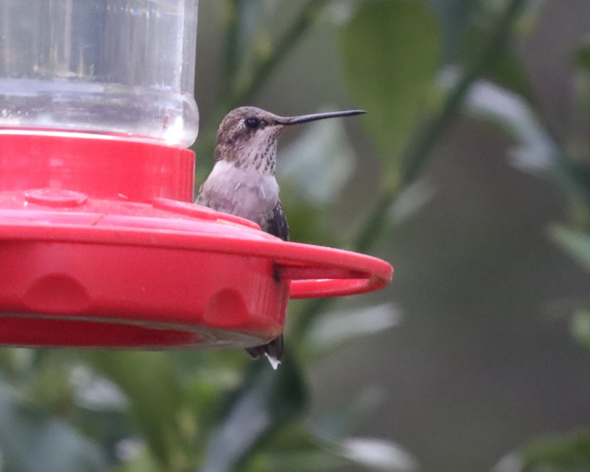 Black-chinned Hummingbird - ML616340683