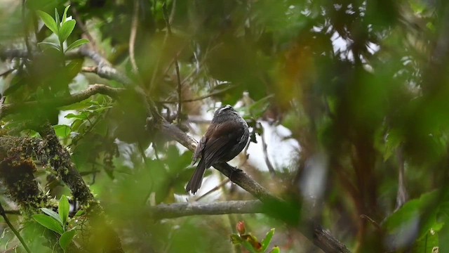 Pitajo couronné (frontalis/albidiadema) - ML616340725