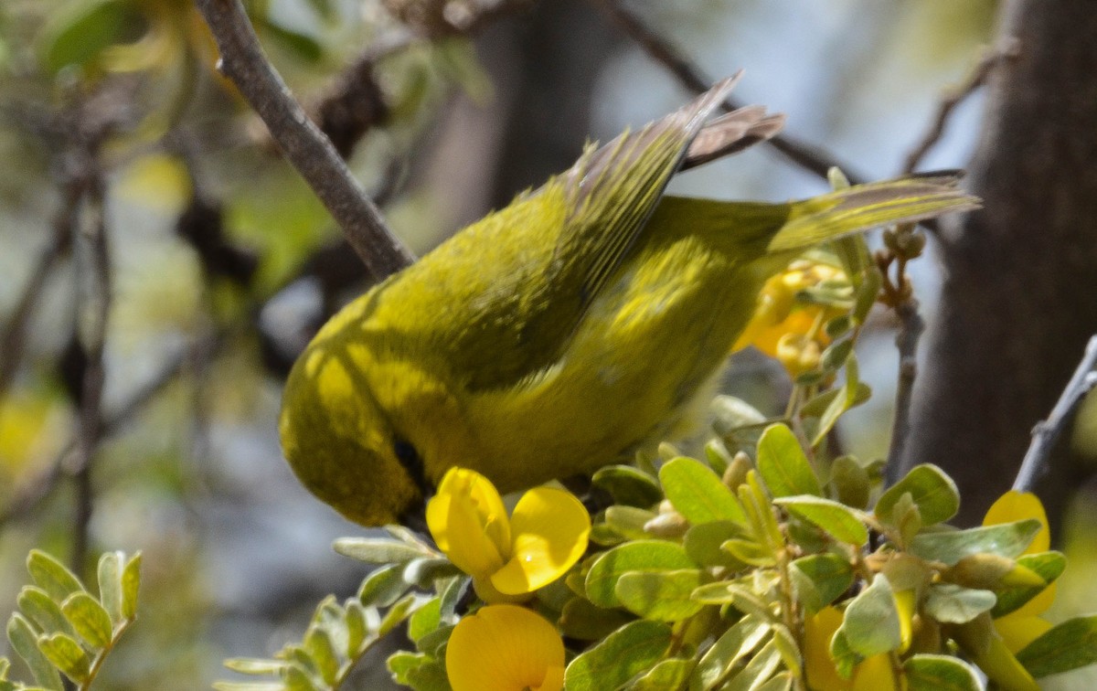 Amakihi de Hawai - ML616340726