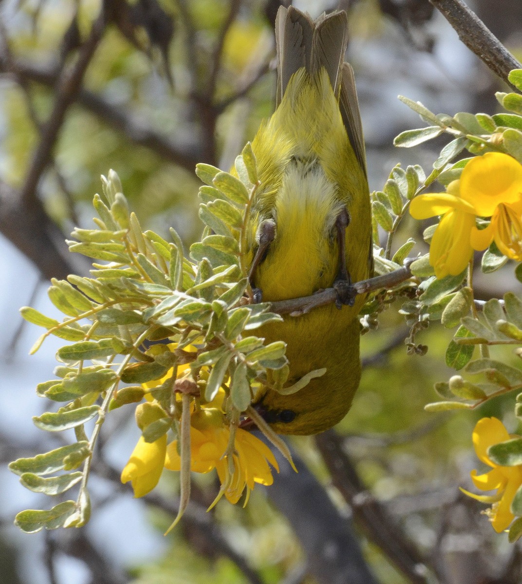 Hawaii Amakihi - ML616340732