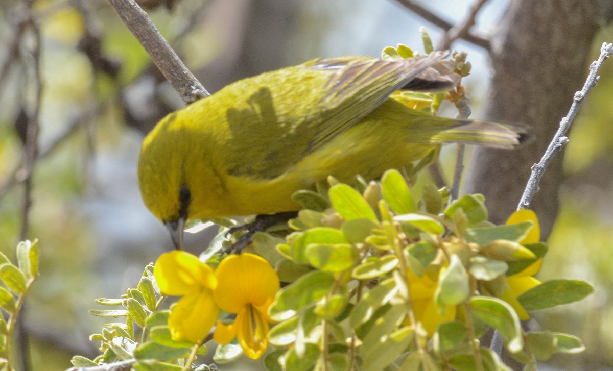 Hawaii Amakihi - ML616340734