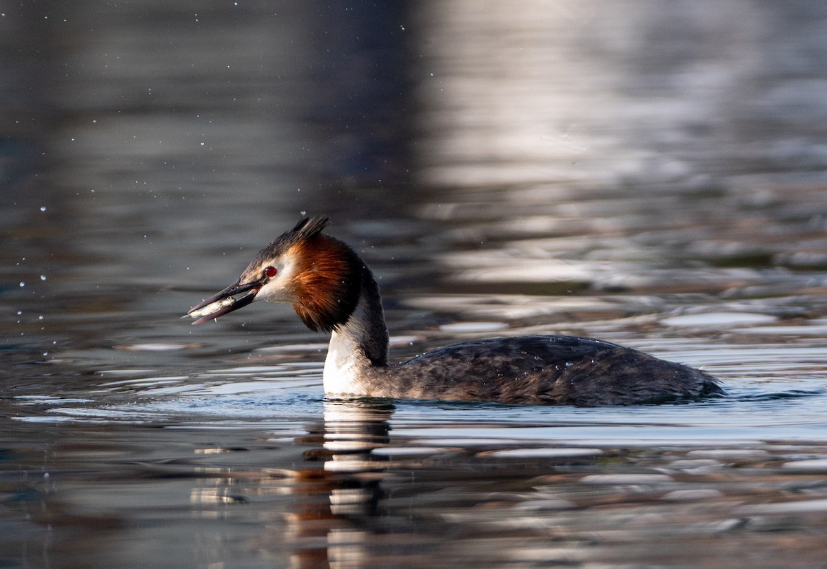 Great Crested Grebe - ML616340859
