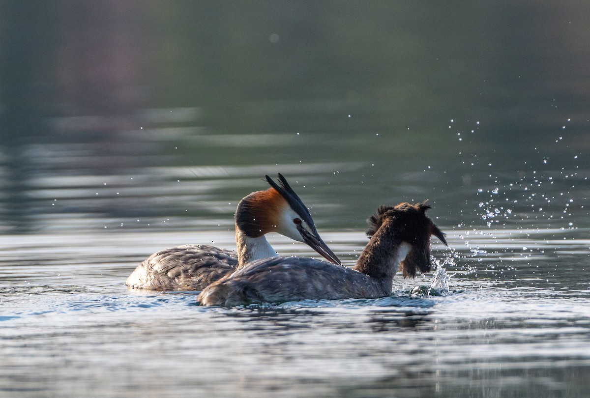 Great Crested Grebe - ML616340860