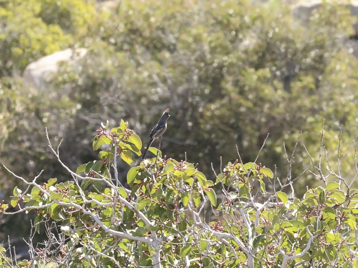 Phainopepla - Millie and Peter Thomas