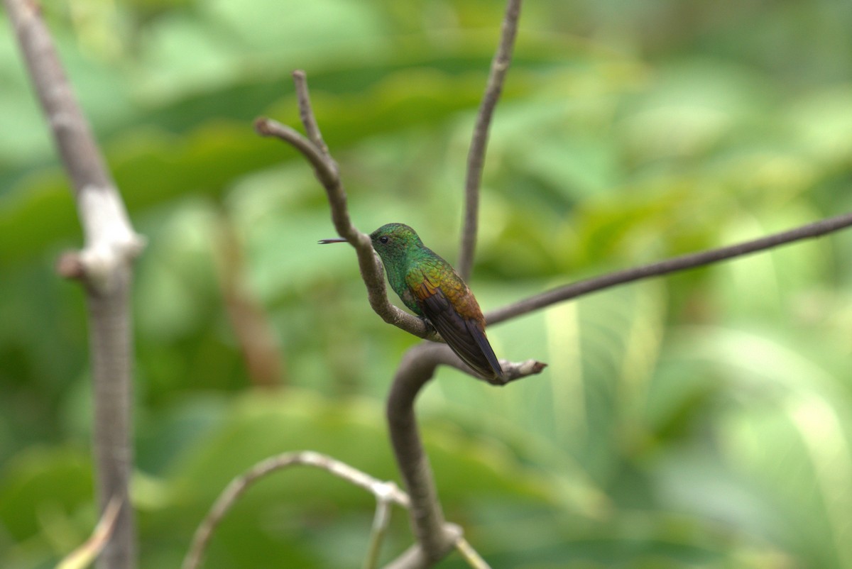 Copper-rumped Hummingbird - ML616340921