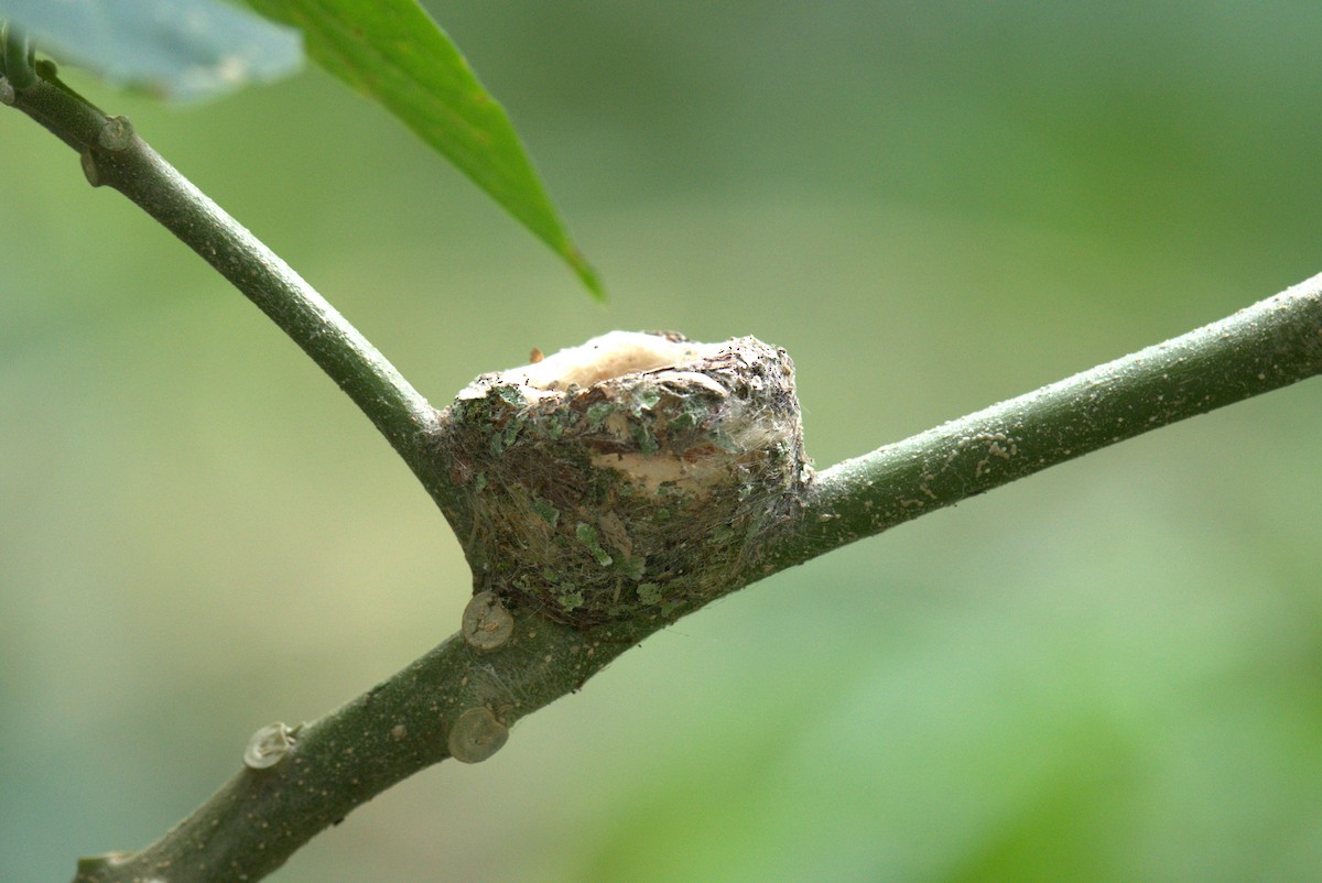 Copper-rumped Hummingbird - ML616340923