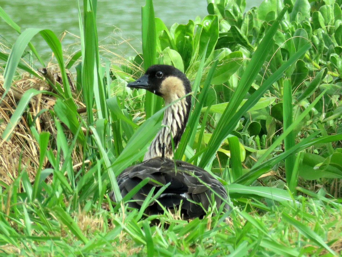 Hawaiian Goose - ML616340942