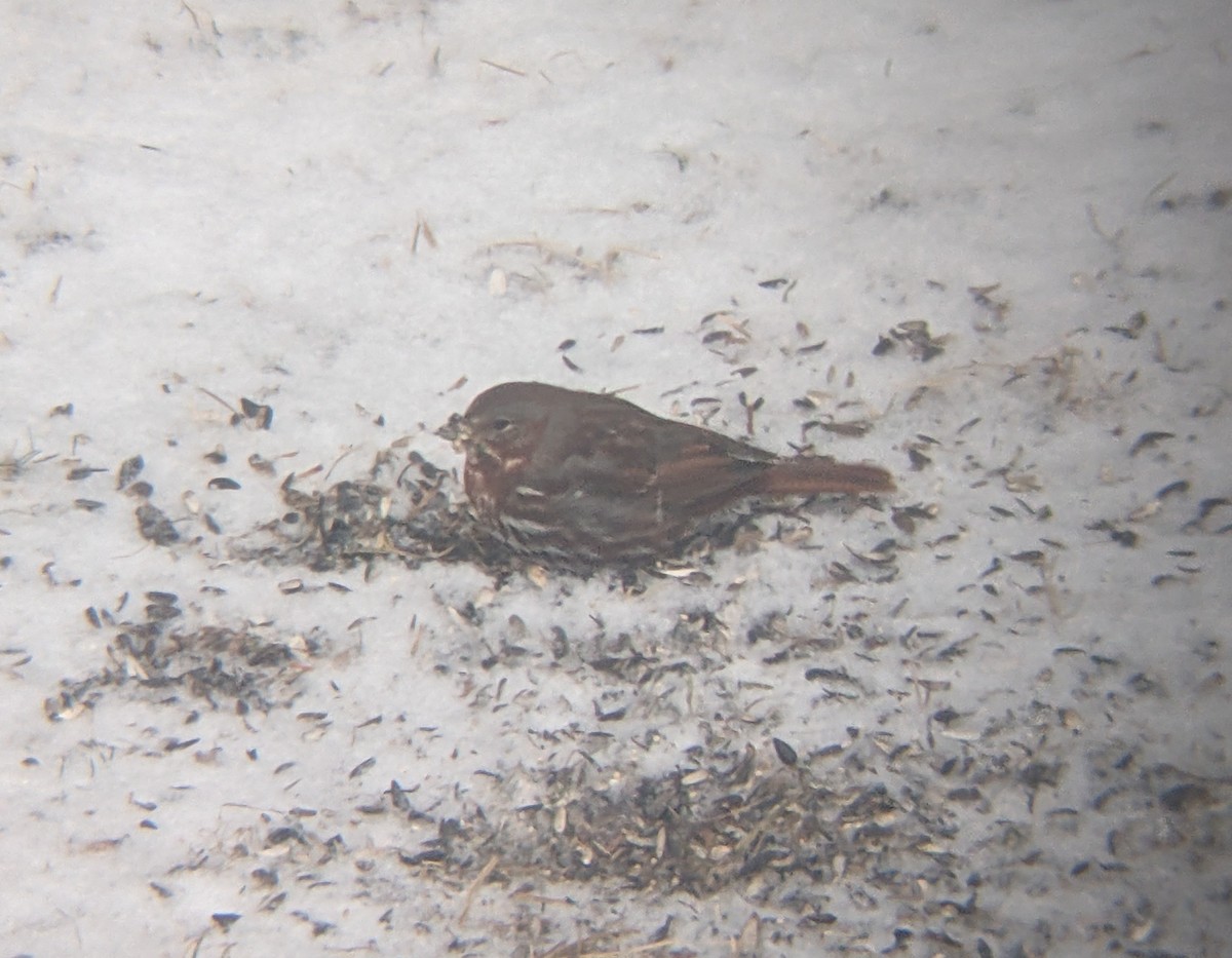 Fox Sparrow (Red) - ML616340990