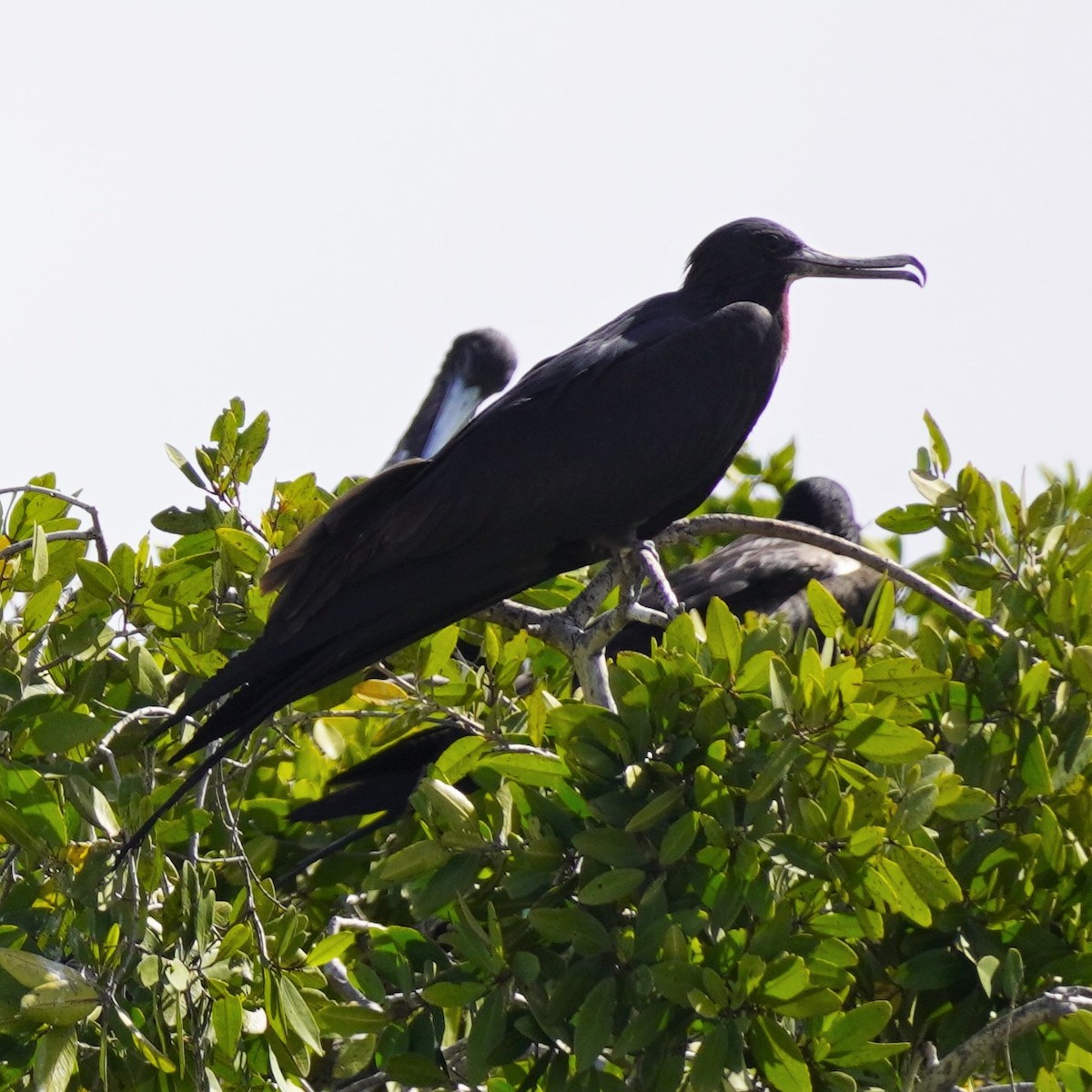 Magnificent Frigatebird - ML616341013