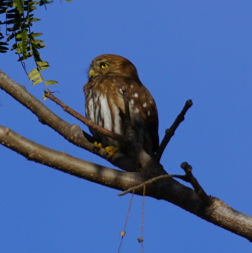 Ferruginous Pygmy-Owl - Brian Rapoza