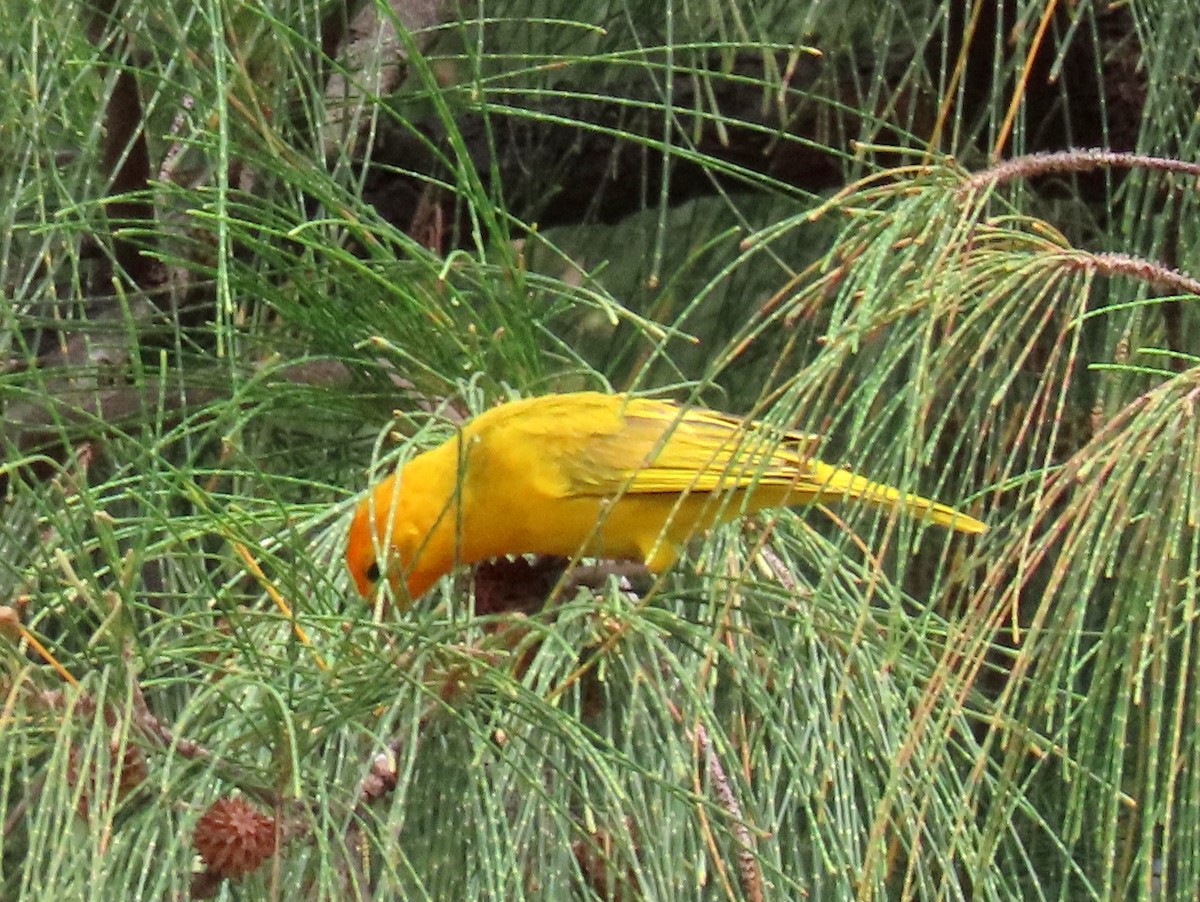 Saffron Finch - ML616341029