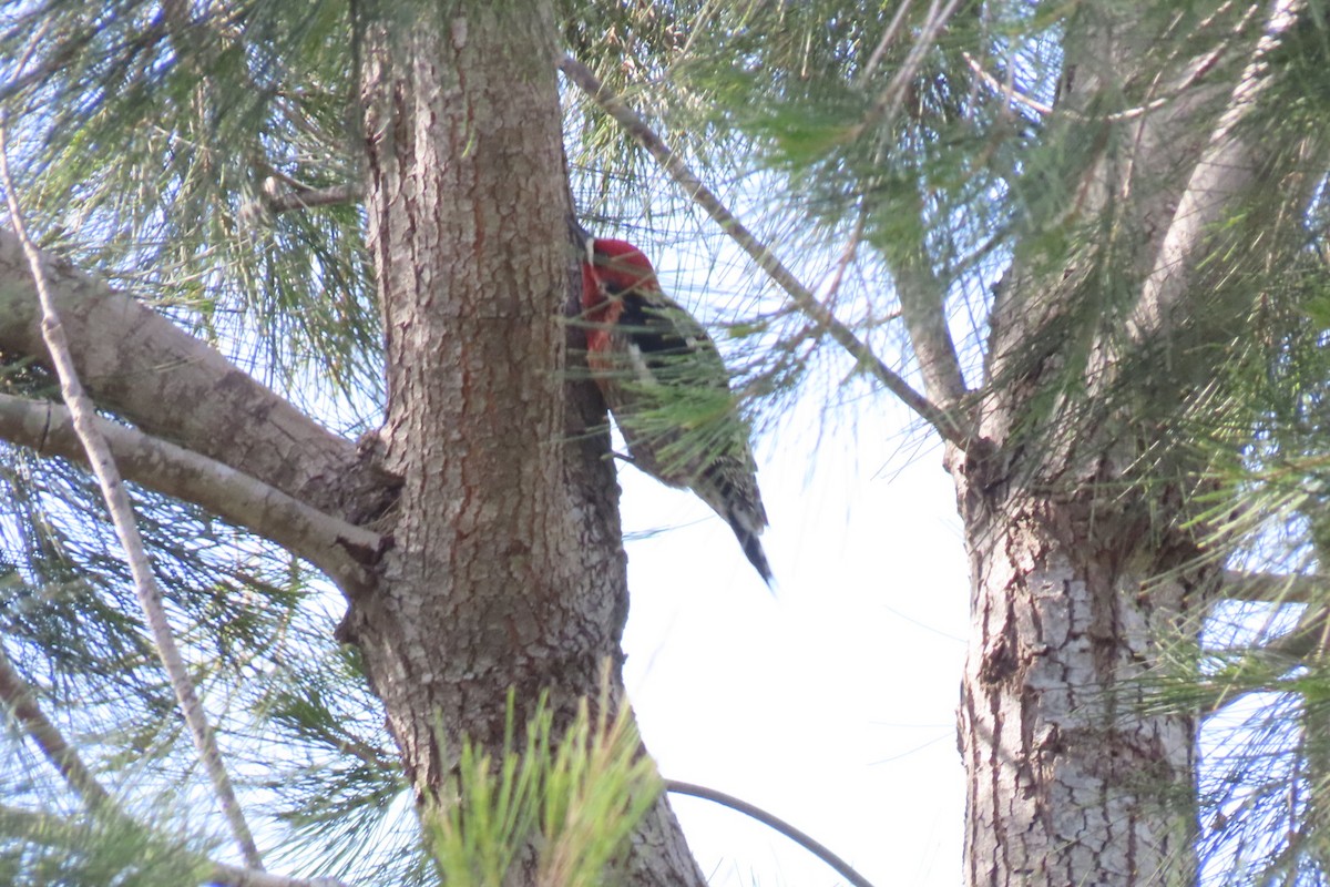 Red-breasted Sapsucker - ML616341034
