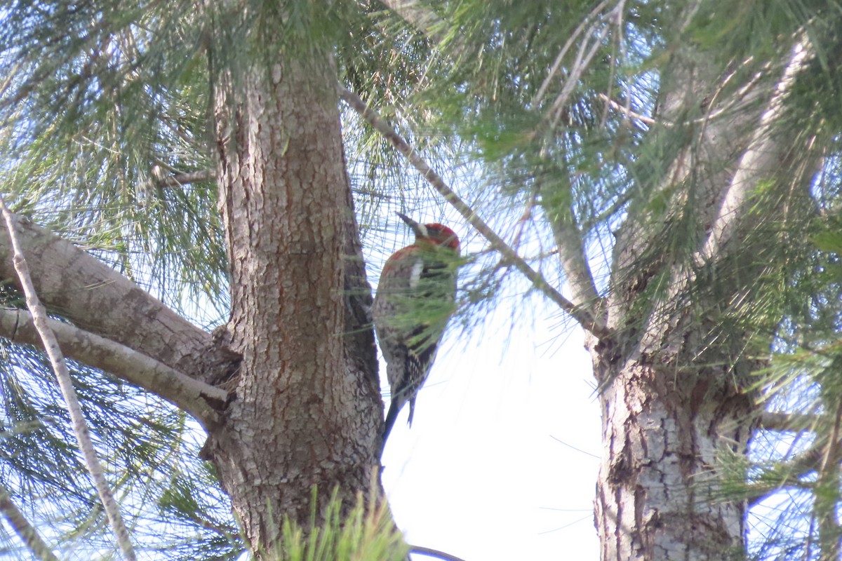 Red-breasted Sapsucker - ML616341036