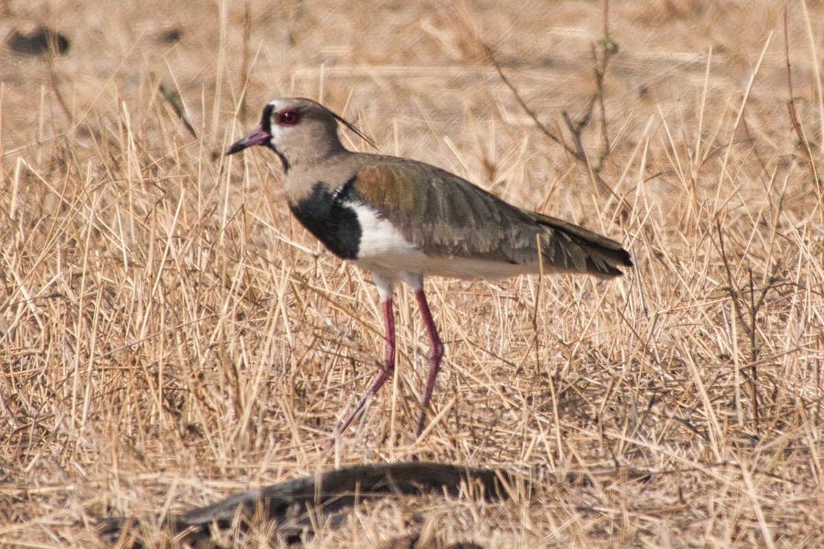 Southern Lapwing - ML616341139