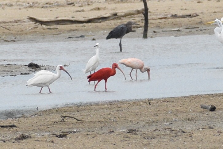 Scarlet Ibis - ML616341149