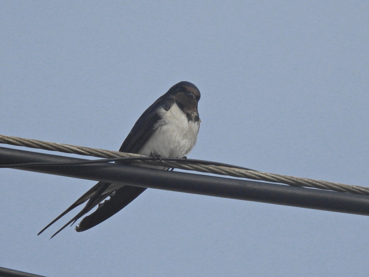 Barn Swallow - ML616341150