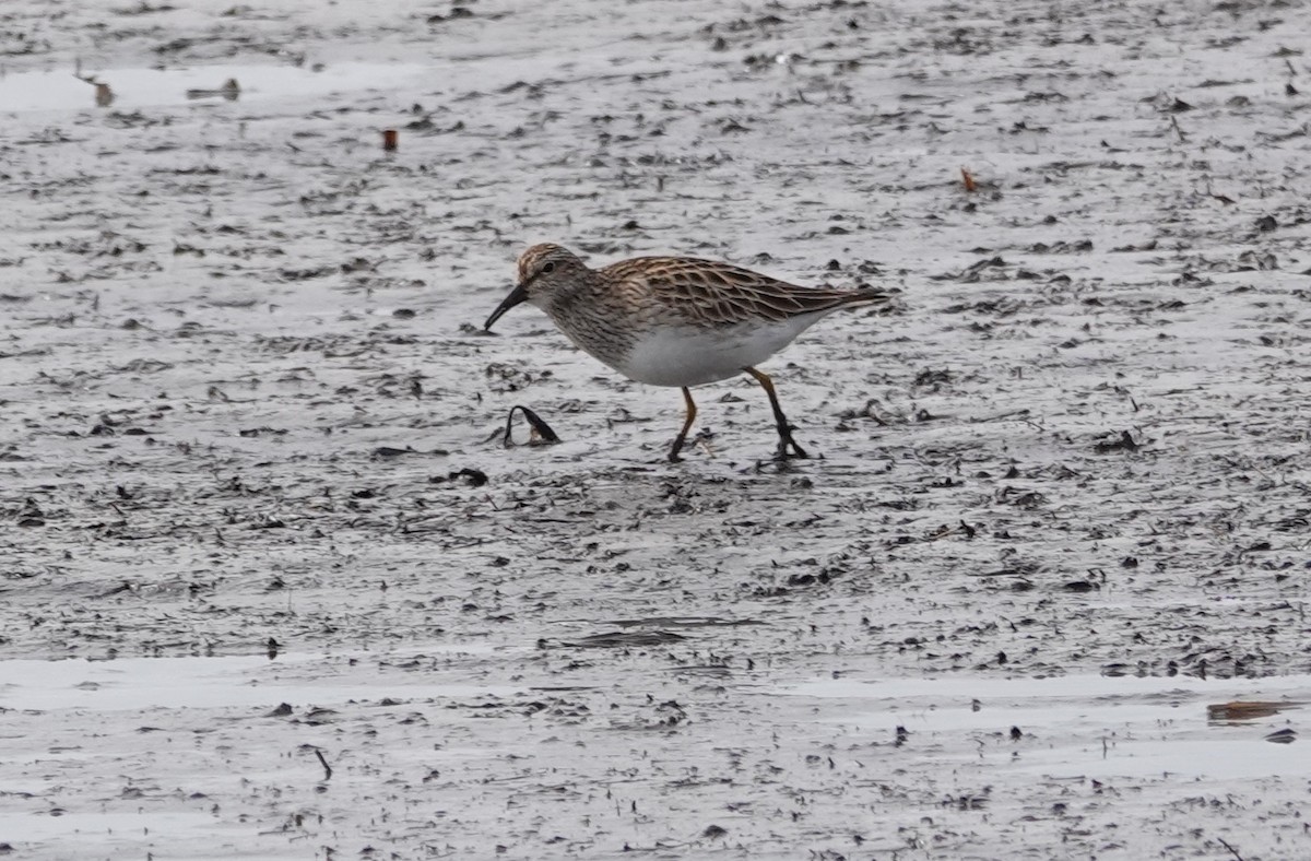 Pectoral Sandpiper - ML616341176