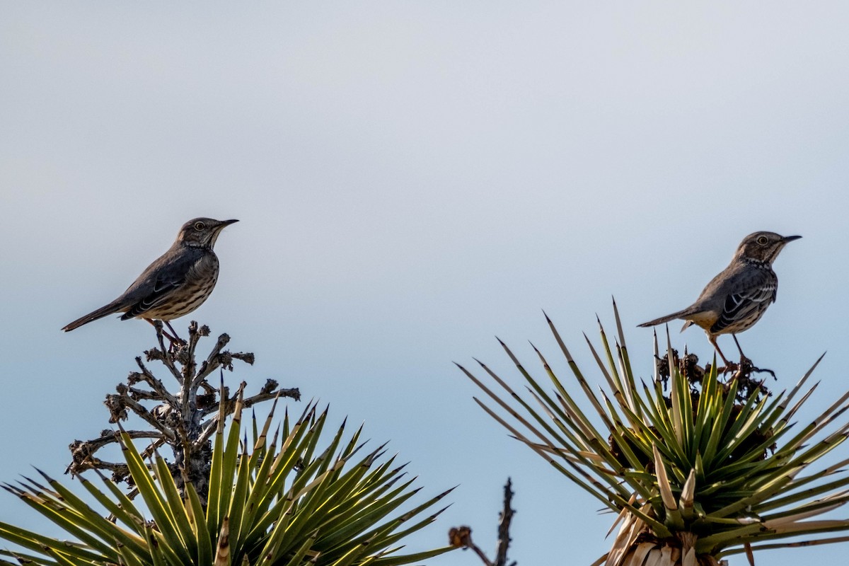 Sage Thrasher - ML616341190