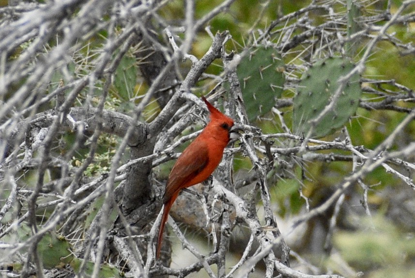 Vermilion Cardinal - Eli Anderson