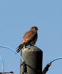 Belatz gorria (eurasiarra) - ML616341226