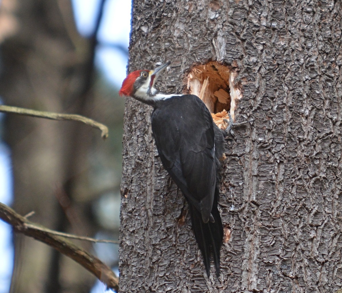 Pileated Woodpecker - ML616341228