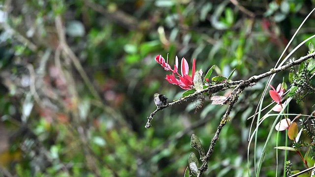 Métallure émeraude (tyrianthina/quitensis) - ML616341234