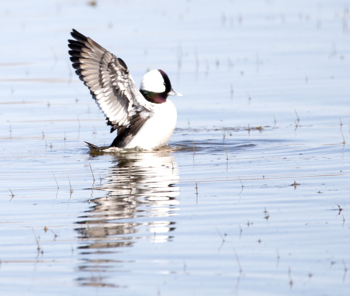 Bufflehead - ML616341237