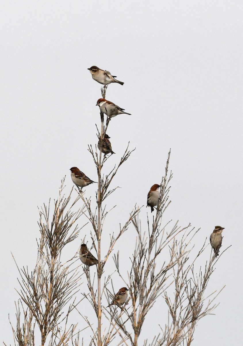 Russet Sparrow - Emilie Strauss