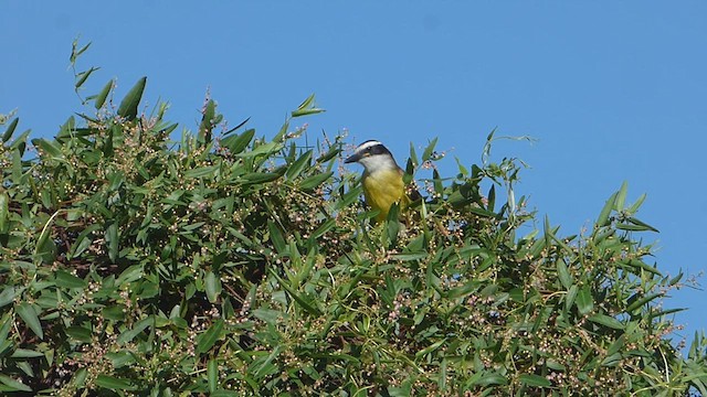 Great Kiskadee - ML616341245