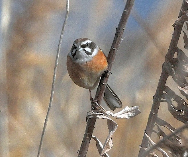 Meadow Bunting - ML616341262