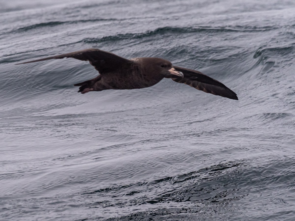 Flesh-footed Shearwater - Darrell Lawson