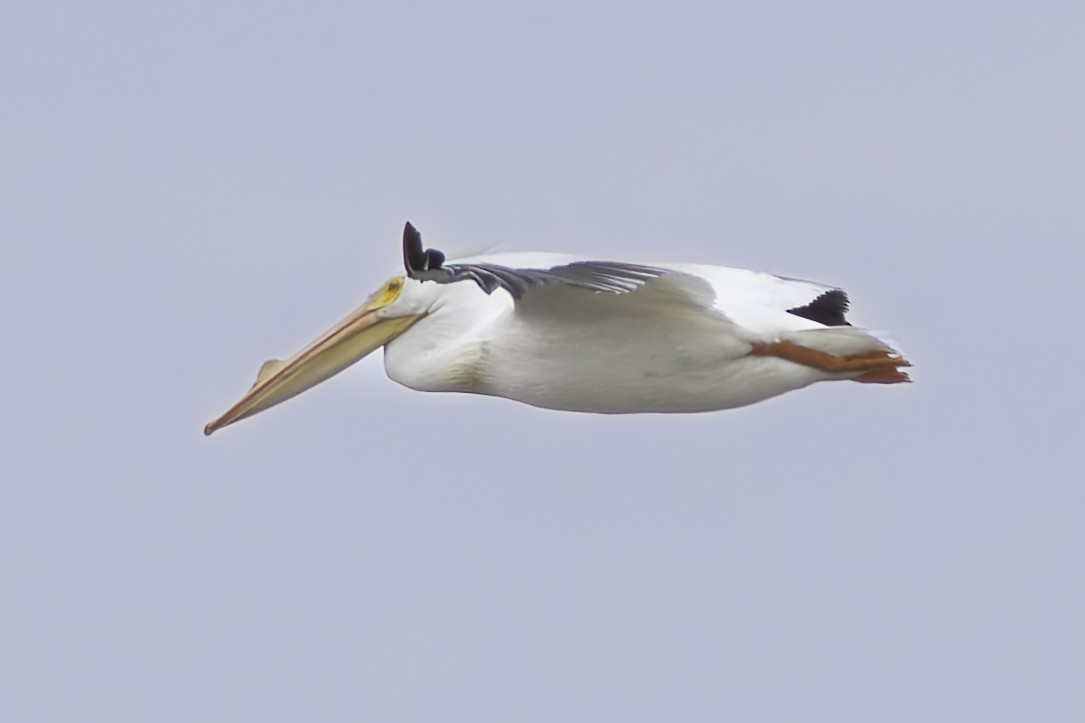 American White Pelican - ML616341302