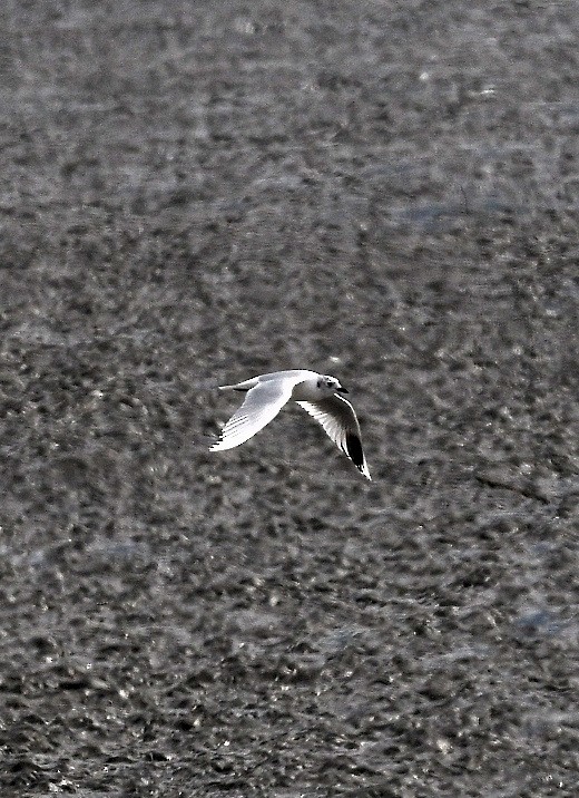 Mouette de Saunders - ML616341353