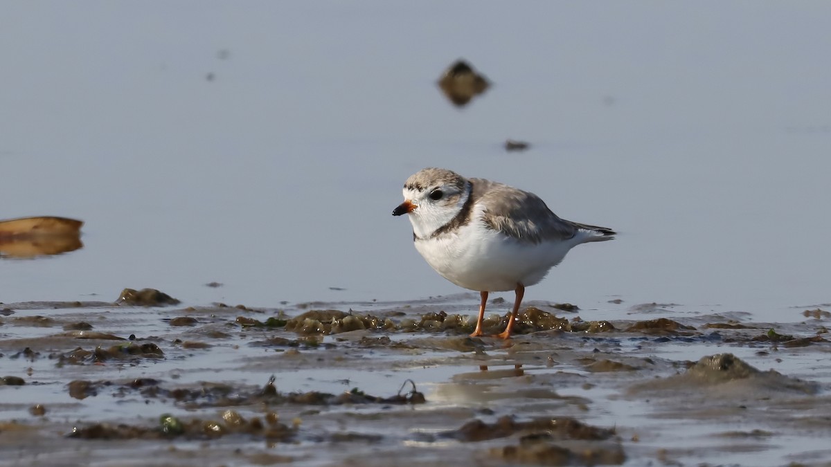 Piping Plover - ML616341360