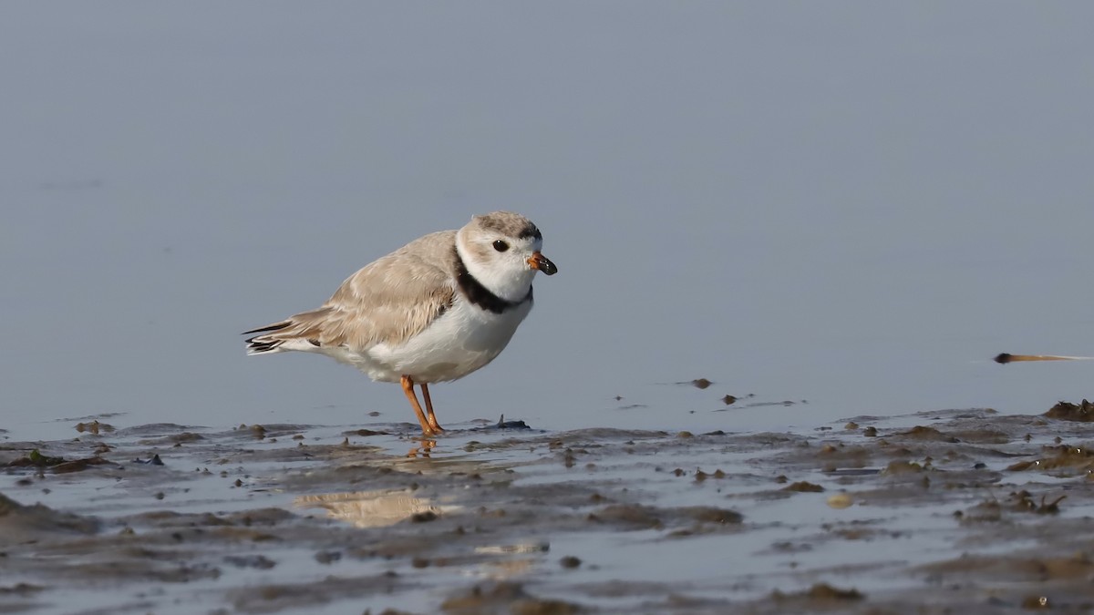 Piping Plover - ML616341361